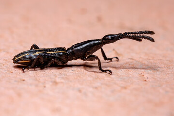 Straight-snouted Weevil of the Genus Brentus