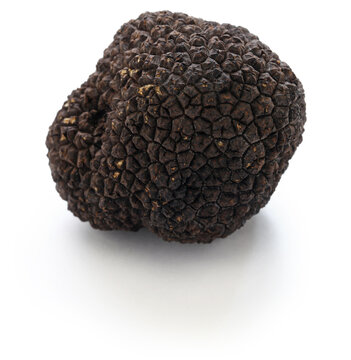 fresh black truffle isolated on white background
