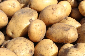 tubers of vegetables potatoes white yellow in the sand close up background food