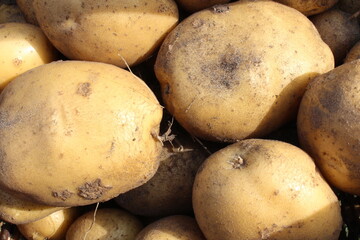 tubers of vegetables potatoes white yellow in the sand close up background food