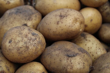 tubers of vegetables potatoes white yellow in the sand close up background food