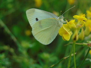 butterfly on a flower