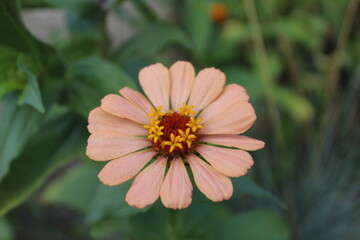 a delicate light pink peach beige flower on a blurry green background with a yellow center with a copy space