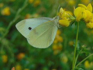 butterfly on a yellow flower