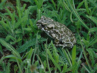 frog in the grass