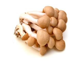 Shimeji mushrooms brown varieties isolated on white background