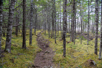 A hiking trail in the woods with mossy ground covering. The trees are tall and skinny with very few leaves. Most are coniferous trees with green pine needles. The path has stumps growing up on it.