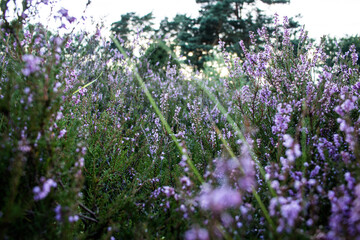 Obraz premium Lueneburg Heath Oldendorfer Totenstatt in Summer