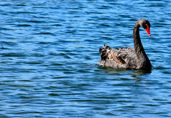 A black swan is the symbol of rarity and not of bad luck