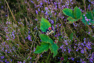 Blackberry in the Lueneburg Heath Oldendorfer Totenstatt in Summer