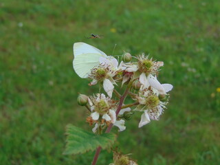 white butterfly on a flower