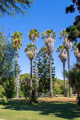 Fototapeta premium Tropical botanical garden, Belem, Lisbon, Portugal