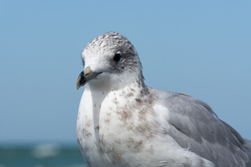 Ring-billed Gull