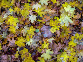 leaves