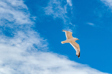 seagull in flight