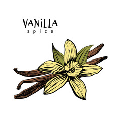 Vanilla pods, sticks and flower. Spices isolated on white background. Aromatic ingredient for cooking, perfumery. Vector hand drawing illustration.