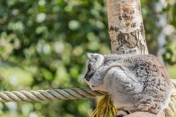 Lemur with gray and white fur sleeping or resting between a rope and a tree trunk with a green blurred background, sunny day in a nature reserve
