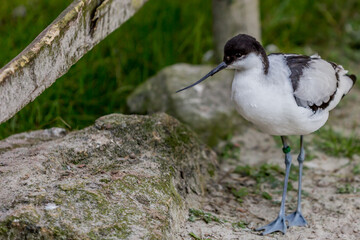 Pied Avocet or Avosetta Recurvirostra is a striking wader white plumage and black patches in the wings and on the back. They have long, upturned bills and long, bluish legs