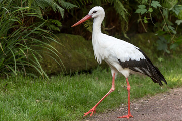 Ciconia ciconia walking calmly down a path towards green grass with abundant vegetation in the background, wonderful sunny day in a nature reserve in South Limburg in the Netherlands Holland