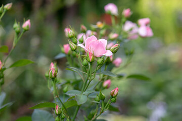 A bush of pink roses growing in a garden