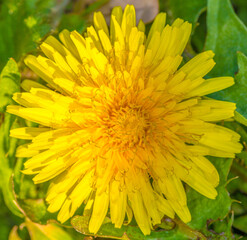 Close-up of a dandelion flower with its yellow petals and green leaves on a blurred background, sunny day. Macro photography