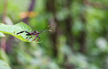 A close up from a solitary insect in the Mexican jungle