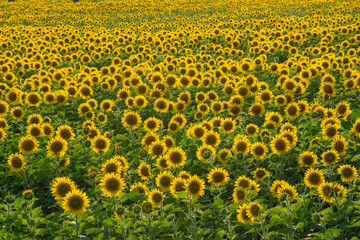 field of sunflowers in summer