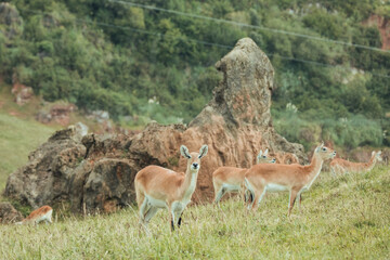 Naklejka na ściany i meble Group of female Antelope in nature eating