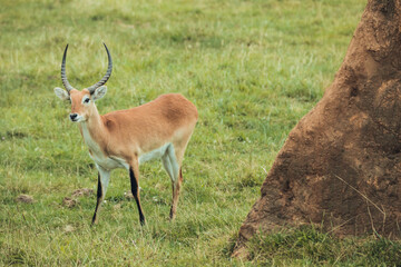 Naklejka na ściany i meble Male water antelope with horns in nature