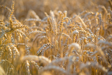 Fototapeta premium golden wheat field in summer