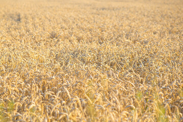 golden wheat field