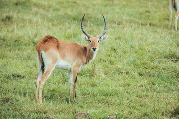 Naklejka na ściany i meble Male water antelope with horns in nature