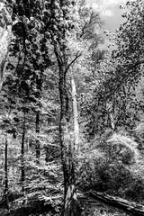 Lush trees, greenery and a wooden ladder in the background in the Kelmonderbos forest in Beek South Limburg in the Netherlands Holland. Black and white image