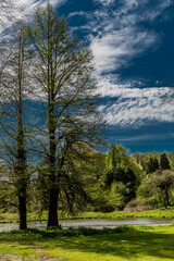 Two trees with a pond in the background and a blue sky with white clouds on a sunny day in Kelmonderbos Beek south Limburg in the Netherlands Holland