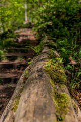 Fallen tree trunk with moss next to a stair on a hill in the forest surrounded by green vegetation with a blurred background, sunny day in Kelmonderbos Beek, South Limburg, the Netherlands