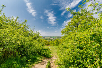Fototapeta na wymiar Path between trees and lush green vegetation in Sint-Pietersberg, wonderful sunny day with amazing blue sky and white clouds in Maastricht, South Limburg in the Netherlands Holland