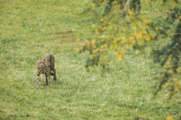 Relaxing Cheetah walking