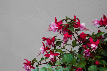 pink flowers on a wall