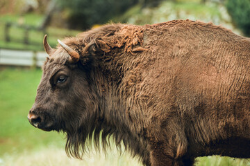 Close up of European bison © Aitor