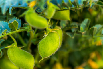 green Chickpea pods on bush