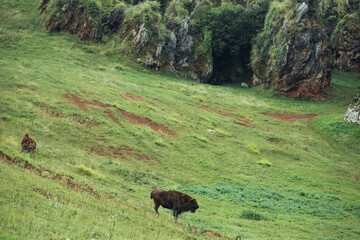European bison family