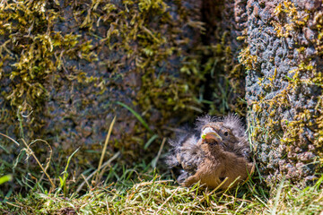 Close-up of a brown bird that fell from the nest on the grass next to some rocks with green moss in a garden, scared and waiting for its mother on a sunny day