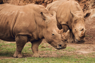 Obraz premium Close up of Group of african white rhinos
