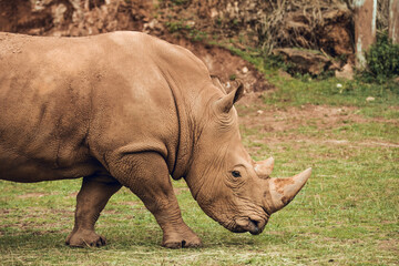 Fototapeta premium African white rhino walking