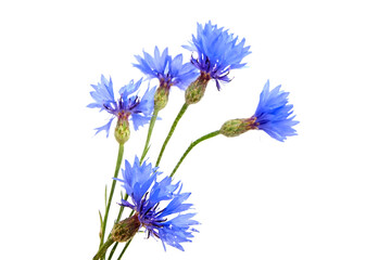 Blue cornflowers isolated on white background