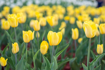 Obraz premium field of yellow tulips