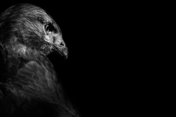 Bird of prey. Bird portrait. Black background. 