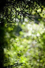 Arrière-plan feuillage sapin lumineux - nature forêt biodiversité fond d'écran 