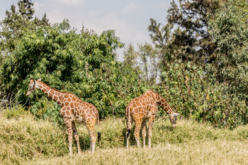 Two giraffes eating grass on a wonderful sunny day in Guadalajara Jalisco Mexico