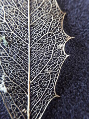 Leaf architecture; Maytenus cf. mulleri, Celastraceae; Atlantic Forest s.l.; Mixed Forest	